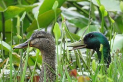 Birds-Third-Place-Susan-Neufield