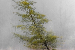 Landscape-Second-Place-Bill-Emmanuel