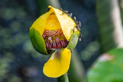 Plants-First-Place-Jack-Kraft