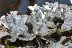 Plants-Second-Place-Judy-Saunders