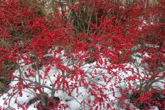 Plants-Third-Place-Mary-Beth-Hansbury