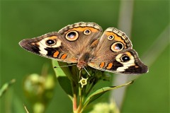 Pollinators-First-Place-Carole-Wilmot