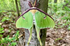 Pollinators-Second-Place-Tom-Gula