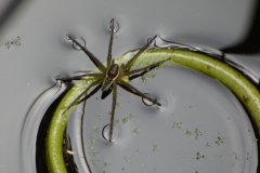 Pollinators-Third-Place-Susan-Hunt