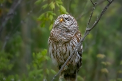 Raptors-First-Place-Bill-Emmanuel