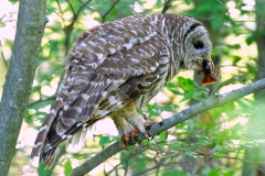 Raptors-Second-Place-Jim-Zenock