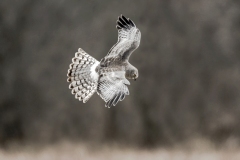 Raptors-Third-Place-Robert-Lin