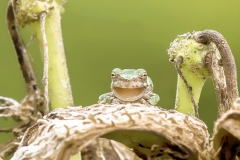 Wildlife-First-Place-Robert-Lin