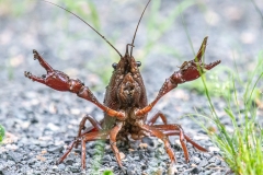 Wildlife-Second-Place-Jack-Kraft