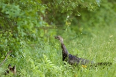 Wildlife-Third-Place-Elena-Caravela