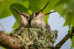 Birds-GSNWR_2020_Duncan_Spencer_02