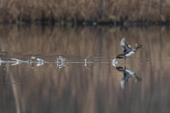 Birds-GSNWR_2020_Hantis_Chuck_04