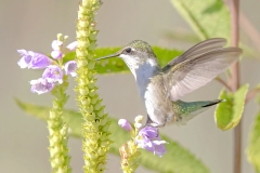 Birds-GSNWR_2020_Lin_Robert_04