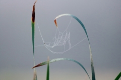 Plants-GSNWR_2020_Caravela_Elena_05