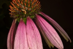 Plants-GSNWR_2020_Duffy_Mike_01