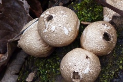 Plants-GSNWR_2020_Saunders_Judy_03