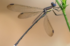 Pollinators-GSNWR_2020_Duffy_Jim_03