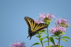 Pollinators-GSNWR_2020_Kelsey_Karen_02