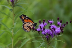 Pollinators-GSNWR_2020_Neufeld_Susan_05