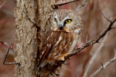 Raptors-GSNWR_2020_Mulvey_Jim_03