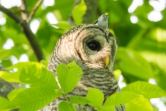 Raptors-GSNWR_2020_Pelta-Heller_Joshua_01