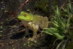 Wildlife-GSNWR_2020_Duffy_Maureen_05