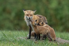 Wildlife-GSNWR_2020_Hantis_Chuck_02