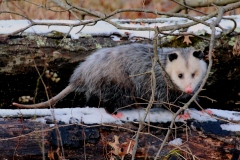 Wildlife-GSNWR_2020_Mulvey_Jim_02