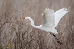 Birds-Second-Place-Judith-Sedlak