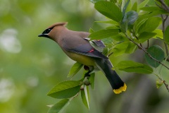 Birds-Third-Place-Cheryl-Colgan