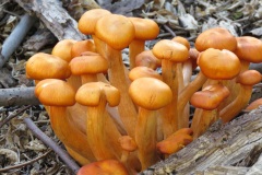 Plants-First-Place-Karen-Kelsey