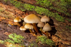 Plants-Second Place-Charlie-Neiss