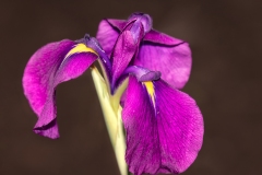 Plants-Third-Place-Carol-Duffy