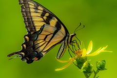 Pollinators-Second-Place-Alexander-George