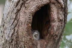 Raptors-First-Place-Chuck-Hantis