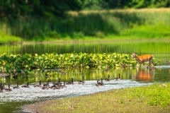 Cat 6.1 - Any Other Wildlife - 3rd Place - Lois Puttbach "Wildlife Crossing"