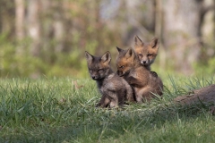 Cat 6.3 - Any Other Wildlife - 1st Place - Kathleen White "Ive Got Your Back"