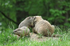 Cat 6.2 - Any Other Wildlife - 2nd Place - Matt Heiss "Mom I Have A Secret"