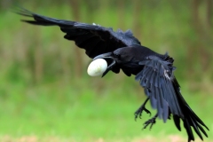 Cat 5.1 - Birds Other Than Raptors - 3rd Place - Elena Caravela "Theft"