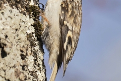 Cat 5.3 - Birds Other Than Raptors - 2nd Place - Robert Lin "Brown Creeper Snagging Insect Off Bark"