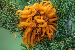 Cat 2.1 - Plants and Fungi - 3rd Place - Charlie Neiss \"Apple Cedar Rust\"