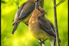 Cat 5.2 - Birds Other Than Raptors - 2nd Place - Steven Weiner "Cedar Waxwing Male Feeding His Mate"