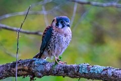 Cat 4.1 - Raptors - 3rd Place - Janitha Batagoda \"Lunch Time\"