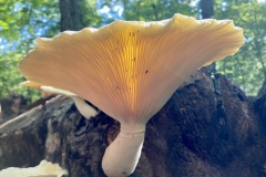 Cat 2.2 - Plants and Fungi - 2nd Place - Mikaela Criscuolo \"Mushroom on a Log\"