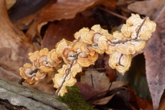 Cat 2.3 - Plants and Fungi - 1st Place - Judy Saunders \"Stick It\"