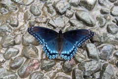 Cat 3.2 - Pollinators and Insects - 2nd Place - Kelsey_Karen \"Red Spotted Purple Butterfly\"