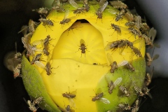 Cat 3.3 - Pollinators and Insects - 1st Place - Robert Lin \"Flies Swarming on Yellow Water Lily\"