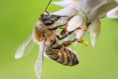 Cat 3.1 - Pollinators and Insects - 3rd Place - Judith Sedlak \"Pollinator\"