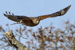 Cat 4.3 - Raptors - 1st Place - Mike Duffy "Red-Shouldered Hawk"