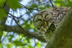Cat 4.2 - Raptors - 2nd Place - Charlie Neiss "Barred Owl Preening Flight Feather"